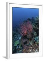 A Colony of Sea Whips Grows on a Coral Reef in Indonesia-Stocktrek Images-Framed Photographic Print