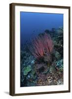 A Colony of Sea Whips Grows on a Coral Reef in Indonesia-Stocktrek Images-Framed Photographic Print