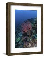 A Colony of Sea Whips Grows on a Coral Reef in Indonesia-Stocktrek Images-Framed Photographic Print