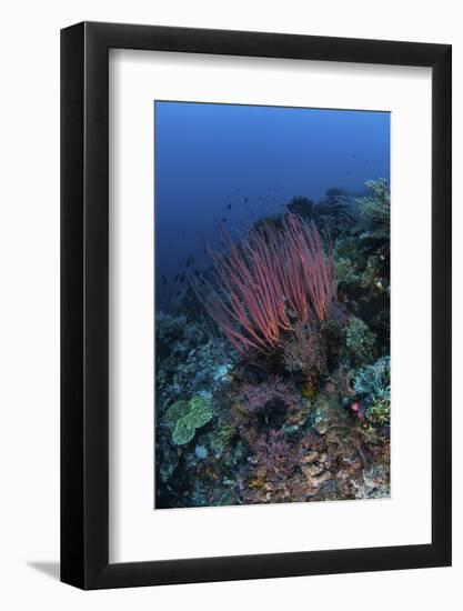 A Colony of Sea Whips Grows on a Coral Reef in Indonesia-Stocktrek Images-Framed Photographic Print