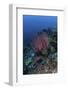 A Colony of Sea Whips Grows on a Coral Reef in Indonesia-Stocktrek Images-Framed Photographic Print