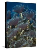 A Colony of Social Feather Duster Worms on Full Display-Eric Peter Black-Stretched Canvas