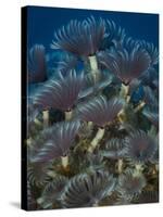 A Colony of Social Feather Duster Worms on Full Display-Eric Peter Black-Stretched Canvas