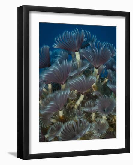 A Colony of Social Feather Duster Worms on Full Display-Eric Peter Black-Framed Photographic Print