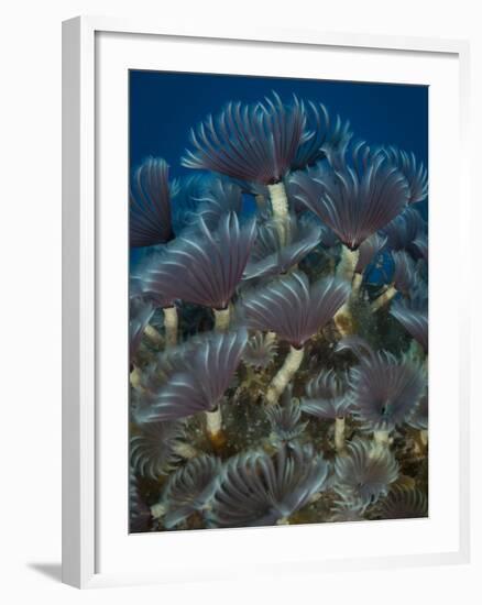 A Colony of Social Feather Duster Worms on Full Display-Eric Peter Black-Framed Photographic Print