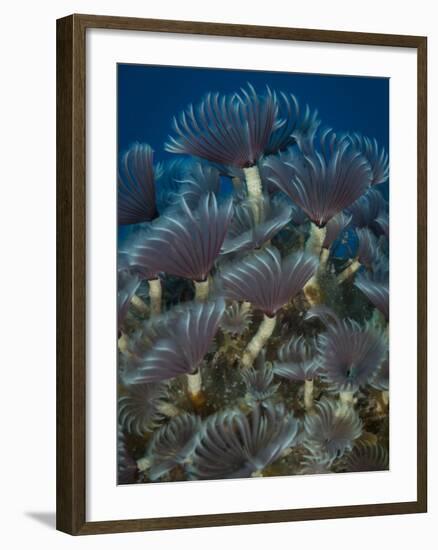 A Colony of Social Feather Duster Worms on Full Display-Eric Peter Black-Framed Photographic Print