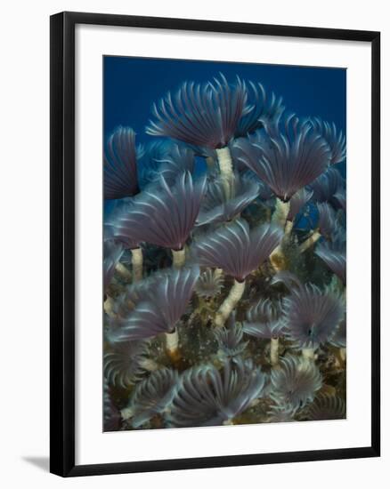 A Colony of Social Feather Duster Worms on Full Display-Eric Peter Black-Framed Photographic Print