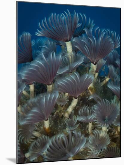 A Colony of Social Feather Duster Worms on Full Display-Eric Peter Black-Mounted Photographic Print