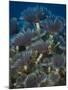 A Colony of Social Feather Duster Worms on Full Display-Eric Peter Black-Mounted Photographic Print