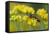 A Colorful Beetle Perched on Yellow Flowers in Virginia-Neil Losin-Framed Stretched Canvas