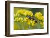 A Colorful Beetle Perched on Yellow Flowers in Virginia-Neil Losin-Framed Photographic Print