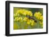 A Colorful Beetle Perched on Yellow Flowers in Virginia-Neil Losin-Framed Photographic Print