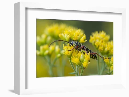 A Colorful Beetle Perched on Yellow Flowers in Virginia-Neil Losin-Framed Photographic Print