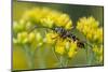 A Colorful Beetle Perched on Yellow Flowers in Virginia-Neil Losin-Mounted Photographic Print