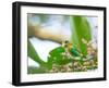 A Colorful Brassy-Breasted Tanager, Tangara Desmaresti, Feeding on a Branch-Alex Saberi-Framed Photographic Print