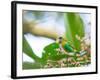 A Colorful Brassy-Breasted Tanager, Tangara Desmaresti, Feeding on a Branch-Alex Saberi-Framed Photographic Print