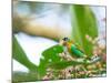 A Colorful Brassy-Breasted Tanager, Tangara Desmaresti, Feeding on a Branch-Alex Saberi-Mounted Photographic Print