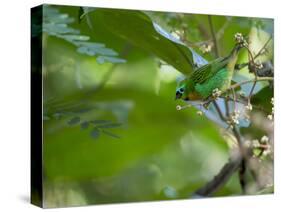 A Colorful Brassy Breasted Tanager, Tangara Desmaresti, in a Tropical Atlantic Rainforest-Alex Saberi-Stretched Canvas