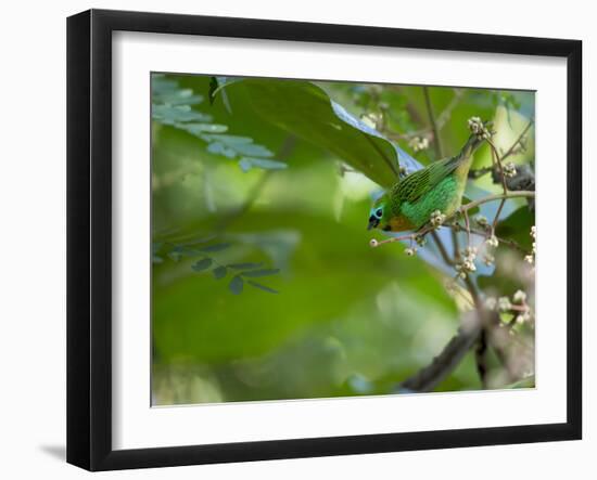 A Colorful Brassy Breasted Tanager, Tangara Desmaresti, in a Tropical Atlantic Rainforest-Alex Saberi-Framed Photographic Print