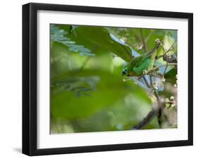 A Colorful Brassy Breasted Tanager, Tangara Desmaresti, in a Tropical Atlantic Rainforest-Alex Saberi-Framed Photographic Print