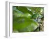 A Colorful Brassy Breasted Tanager, Tangara Desmaresti, in a Tropical Atlantic Rainforest-Alex Saberi-Framed Photographic Print