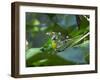 A Colorful Brassy-Breasted Tanager, Tangara Desmaresti, Sits on a Branch-Alex Saberi-Framed Photographic Print