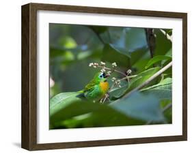 A Colorful Brassy-Breasted Tanager, Tangara Desmaresti, Sits on a Branch-Alex Saberi-Framed Photographic Print