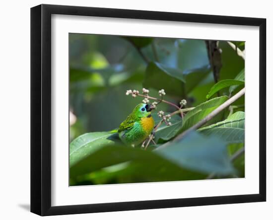 A Colorful Brassy-Breasted Tanager, Tangara Desmaresti, Sits on a Branch-Alex Saberi-Framed Photographic Print