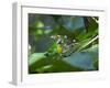 A Colorful Brassy-Breasted Tanager, Tangara Desmaresti, Sits on a Branch-Alex Saberi-Framed Photographic Print