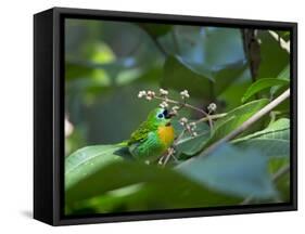 A Colorful Brassy-Breasted Tanager, Tangara Desmaresti, Sits on a Branch-Alex Saberi-Framed Stretched Canvas