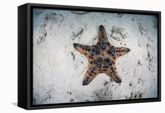 A Colorful Chocolate Chip Sea Star on the Seafloor of Indonesia-Stocktrek Images-Framed Stretched Canvas