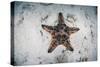 A Colorful Chocolate Chip Sea Star on the Seafloor of Indonesia-Stocktrek Images-Stretched Canvas