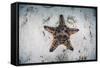 A Colorful Chocolate Chip Sea Star on the Seafloor of Indonesia-Stocktrek Images-Framed Stretched Canvas