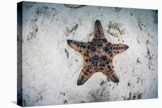 A Colorful Chocolate Chip Sea Star on the Seafloor of Indonesia-Stocktrek Images-Stretched Canvas