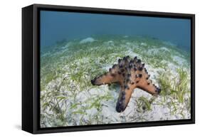 A Colorful Chocolate Chip Sea Star on the Seafloor of Indonesia-Stocktrek Images-Framed Stretched Canvas