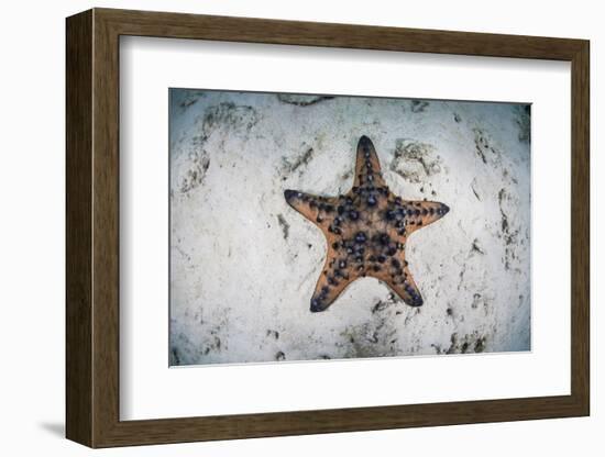 A Colorful Chocolate Chip Sea Star on the Seafloor of Indonesia-Stocktrek Images-Framed Photographic Print