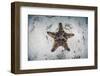 A Colorful Chocolate Chip Sea Star on the Seafloor of Indonesia-Stocktrek Images-Framed Photographic Print