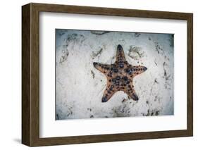 A Colorful Chocolate Chip Sea Star on the Seafloor of Indonesia-Stocktrek Images-Framed Photographic Print