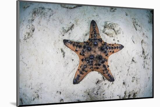 A Colorful Chocolate Chip Sea Star on the Seafloor of Indonesia-Stocktrek Images-Mounted Photographic Print
