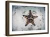 A Colorful Chocolate Chip Sea Star on the Seafloor of Indonesia-Stocktrek Images-Framed Photographic Print