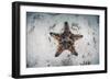 A Colorful Chocolate Chip Sea Star on the Seafloor of Indonesia-Stocktrek Images-Framed Photographic Print