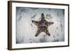 A Colorful Chocolate Chip Sea Star on the Seafloor of Indonesia-Stocktrek Images-Framed Photographic Print