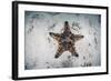 A Colorful Chocolate Chip Sea Star on the Seafloor of Indonesia-Stocktrek Images-Framed Photographic Print