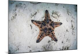 A Colorful Chocolate Chip Sea Star on the Seafloor of Indonesia-Stocktrek Images-Mounted Photographic Print