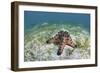 A Colorful Chocolate Chip Sea Star on the Seafloor of Indonesia-Stocktrek Images-Framed Photographic Print