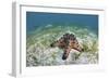 A Colorful Chocolate Chip Sea Star on the Seafloor of Indonesia-Stocktrek Images-Framed Photographic Print