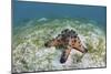 A Colorful Chocolate Chip Sea Star on the Seafloor of Indonesia-Stocktrek Images-Mounted Photographic Print