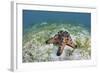 A Colorful Chocolate Chip Sea Star on the Seafloor of Indonesia-Stocktrek Images-Framed Photographic Print