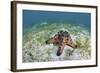 A Colorful Chocolate Chip Sea Star on the Seafloor of Indonesia-Stocktrek Images-Framed Photographic Print