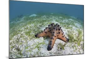 A Colorful Chocolate Chip Sea Star on the Seafloor of Indonesia-Stocktrek Images-Mounted Photographic Print